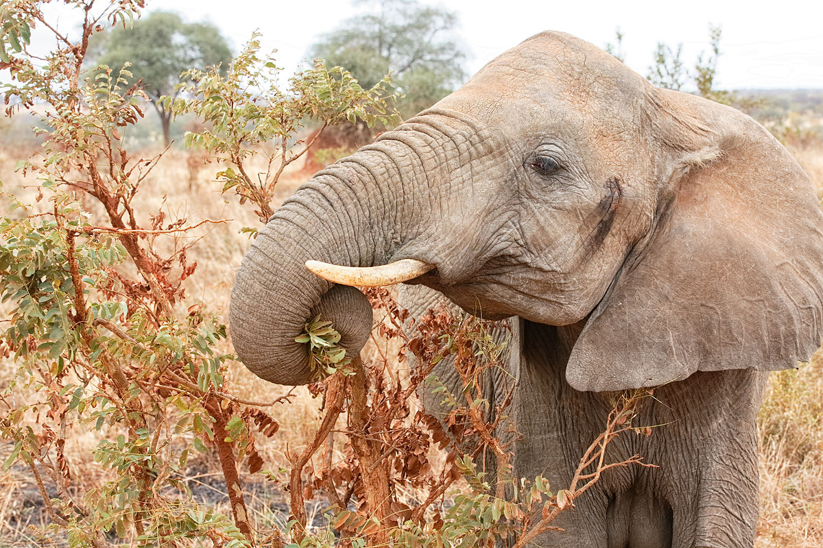 african-elephant-eating-_a1c2701-tarangire-national-park-tanzania