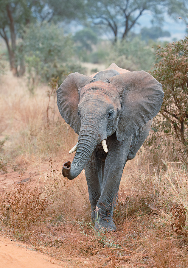african-elephant-with-trunk-raised-_y5o0231-tarangire-national-park-tanzania