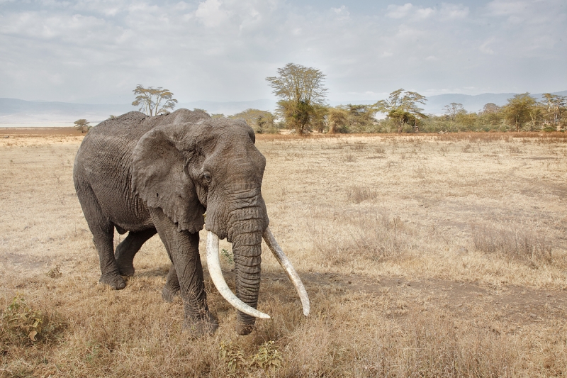 african-elephant-big-tusker-_a1c3193-ngorongoro-crater-tanzania