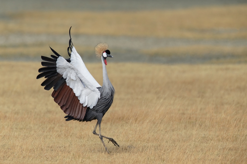 grey-crowned-crane-landing-_y5o7324-ngorongoro-crate-tanzania