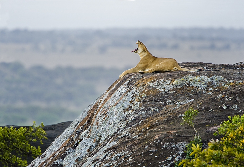 Lion Yawn on Rocks