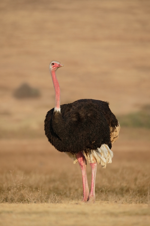 ostrich-male-_y7o7492-ngorongoro-crater-tanzania