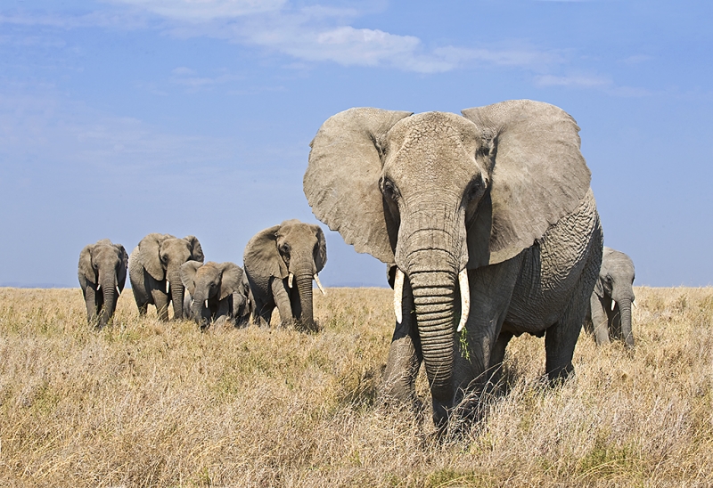 serengeti-elephants