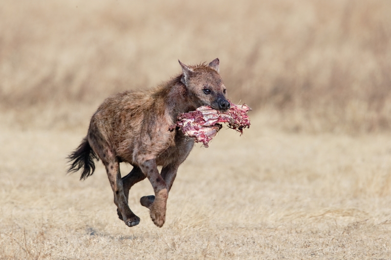 spotted-hyena-running-with-wildebeest-ribs-_y7o6938-ngorongoro-crater-tanzania