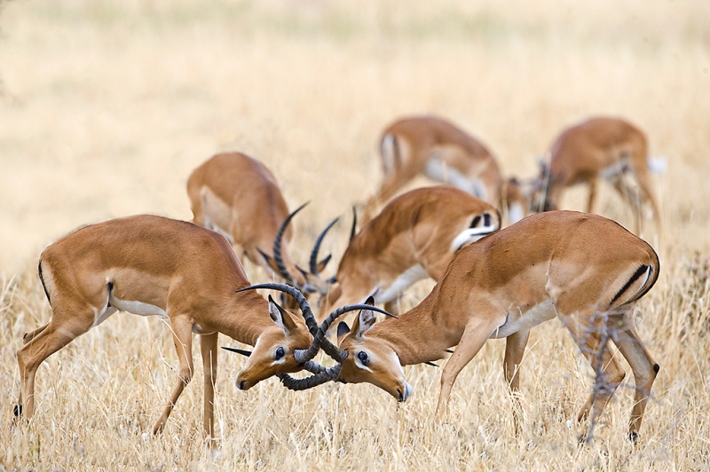 tarangire-impala-battles