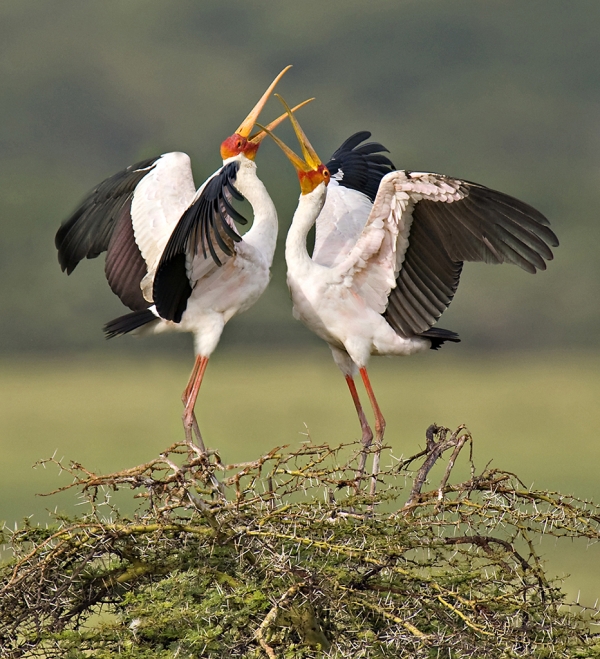 tarangire-yellow-billed-storks-courting