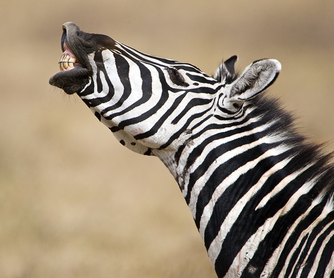tarangire-zebra-bray
