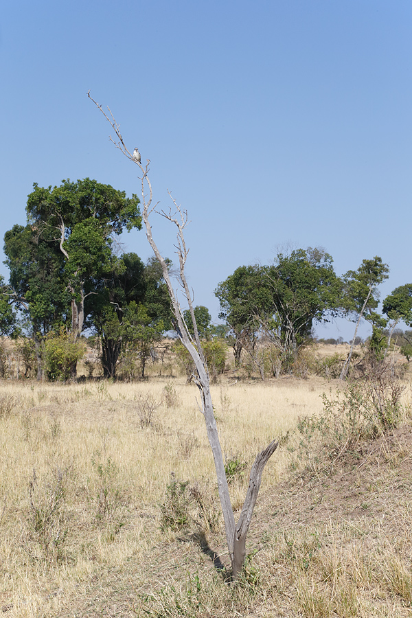 woodland-kingfisher-in-habitat-_y5o1977-mobile-tented-camp-mara-river-serengeti-tanzania