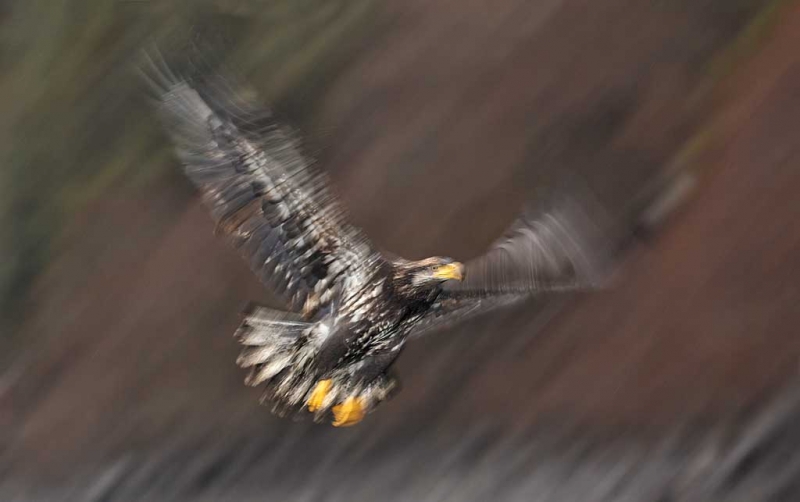bald-eagle-juvenile-flash-blur-against-hillside-_w3c3885-homer-ak