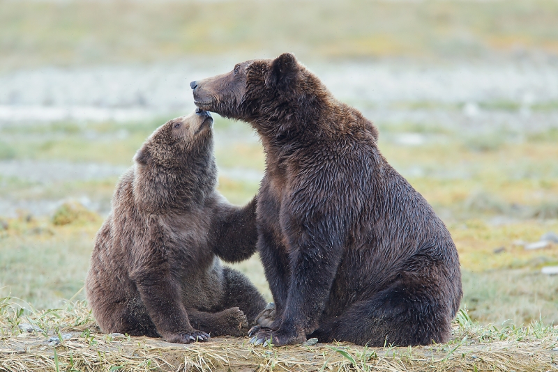 brown-bear-yearling-kissing-mom-one-_w3c5404-geographic-harbor-katmai-national-park-ak