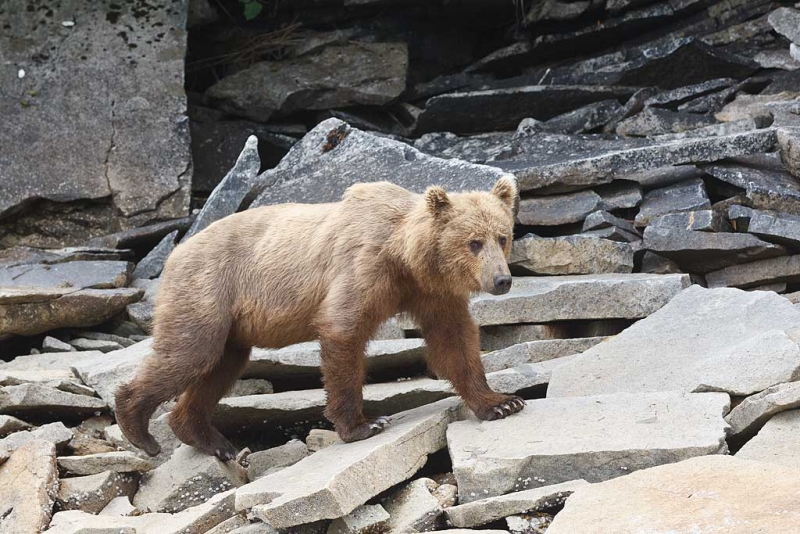 coastal-brown-bear-orig-walking-on-rocks-_w3c4988-geographic-harbor-katmai-national-park-ak