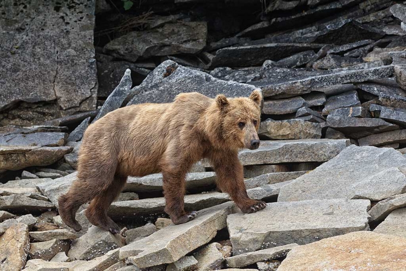 coastal-brown-bear-walking-on-rocks-_w3c4988-geographic-harbor-katmai-national-park-ak