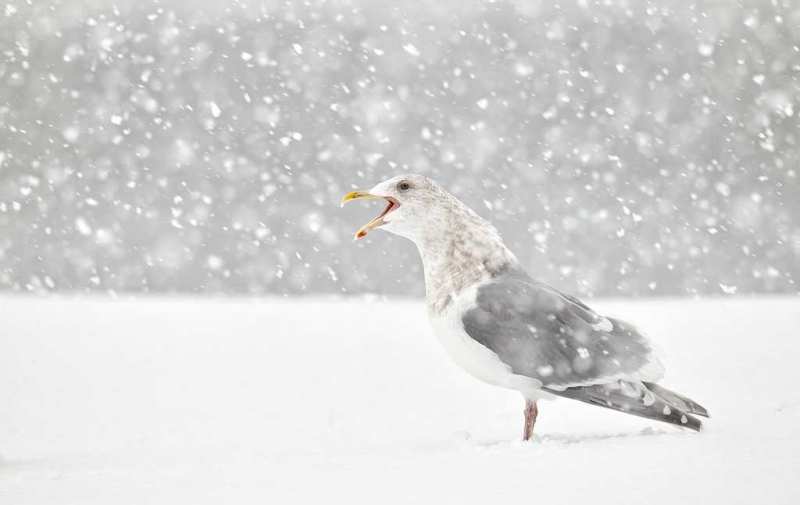 glaucous-winged-gull-adult-in-snow-_y9c7057-homer-ak