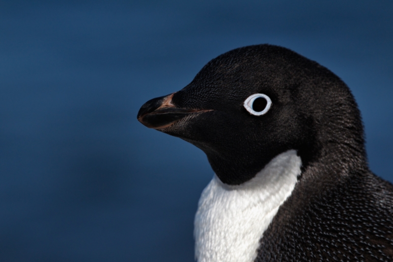 adelie-penguin-head-portrait-nr-surf-blur-bpn-_y9c8889-paulet-island-antarctica