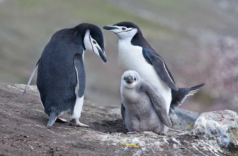 chinstrrap-penguin-pair-tending-chick-at-nest-_mg_1839-bailey-head-deception-island-antarctica