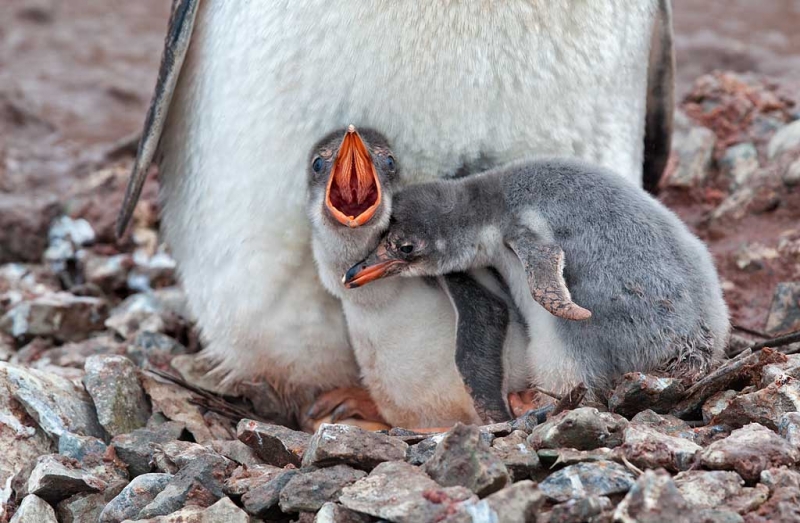gentoo-penguin-chicks-at-the-nest-one-squawking-_mg_9092-neko-harbor-antarctica
