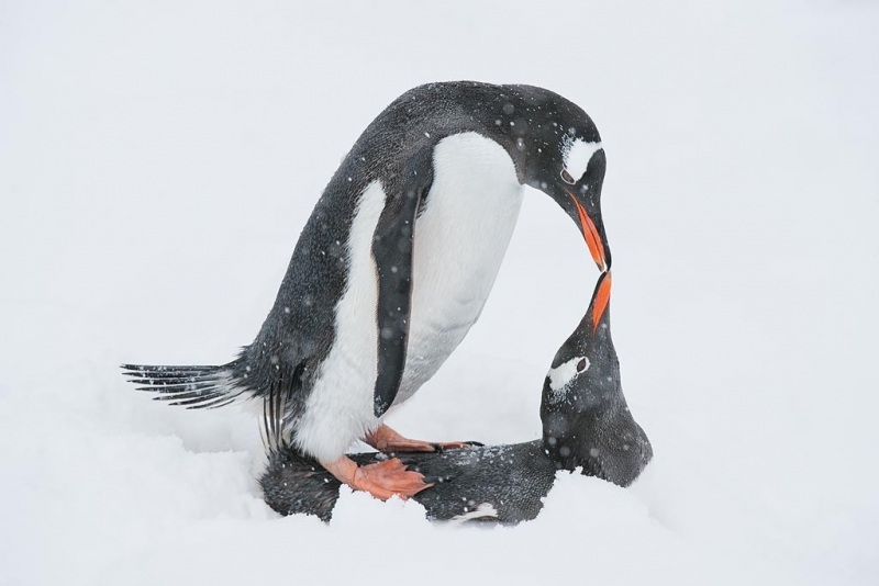 gentoo-penguins-mating-in-the-snow