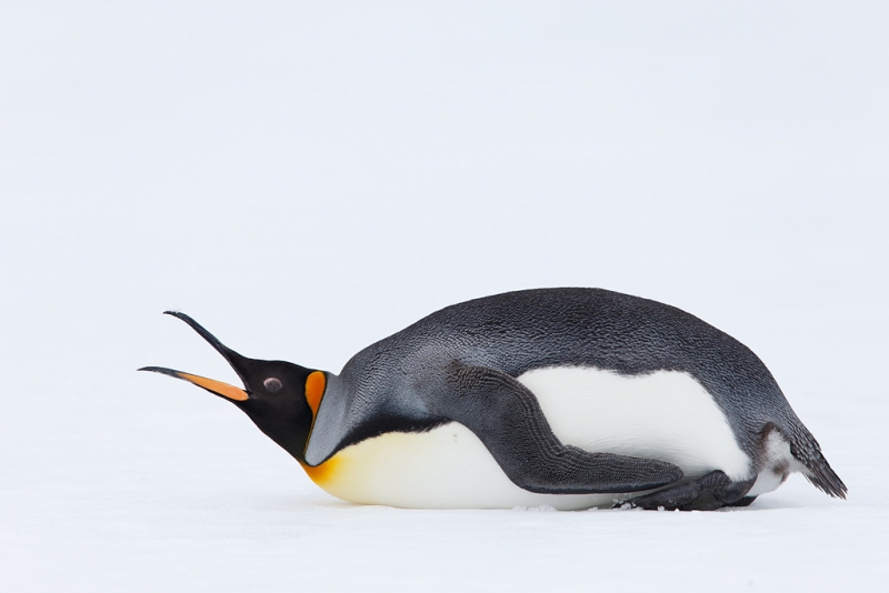 king-penguin-on-snow-with-bill-open-_q8r9555-fortuna-bay-south-georgia
