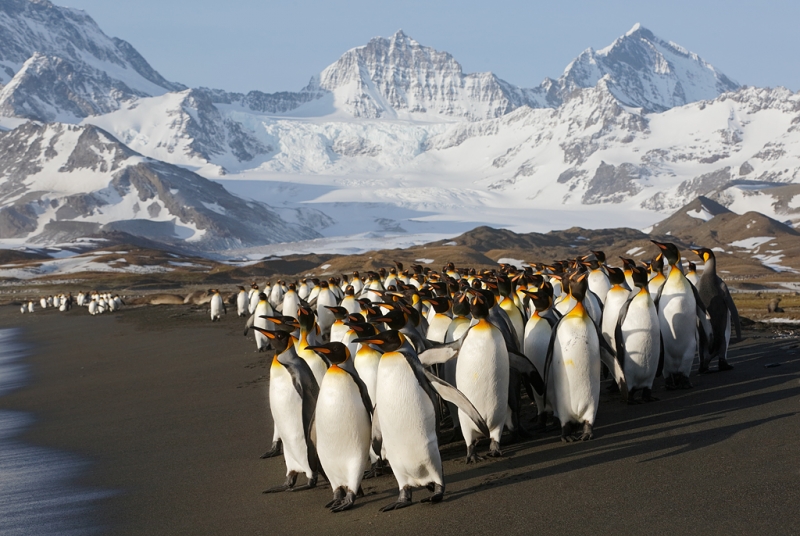 king-penguins-headed-for-ocean-sidelit-early-morning-light-_a1c0084-st_0