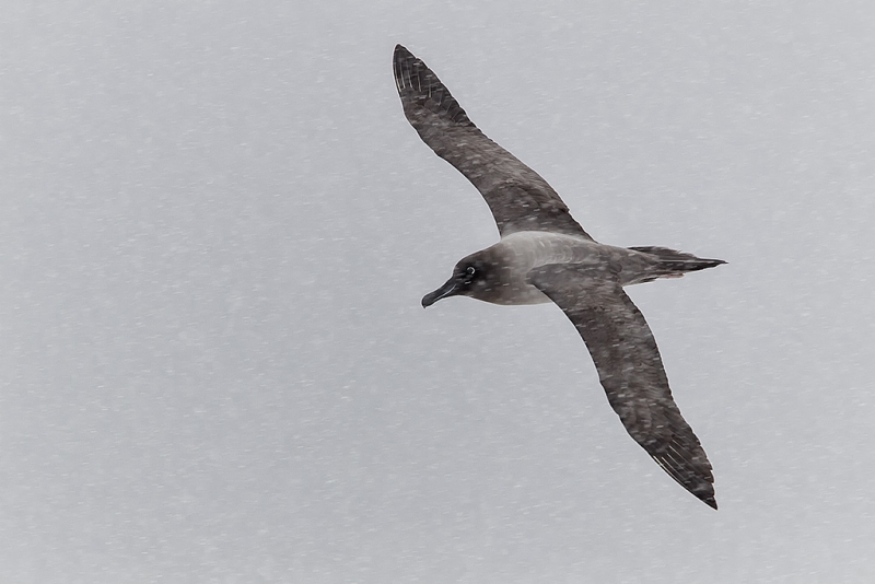 light-mantled-sooty-albatross-flying-through-falling-snow-cooper-bay-south-georgia