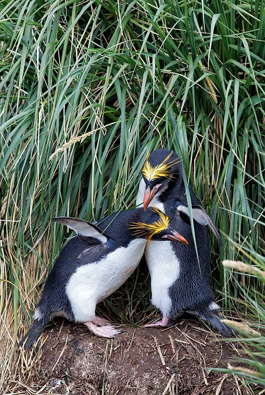 macaroni-penguin-pair-courtship-allo-preeining-_mg_7647-cooper-bay-south-georgia-southern-ocean