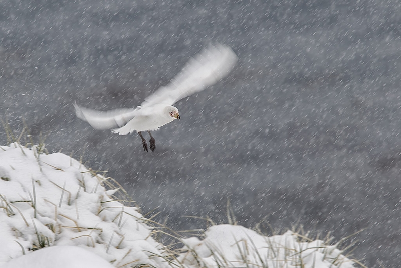 sheathbill-flying-in-snowstorm-with-motion-cooper-bay-south-georgia