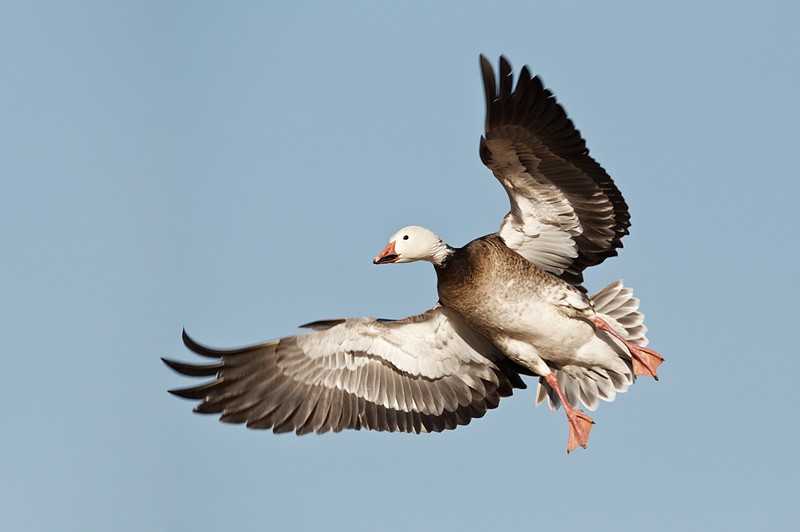 Blue Geese
