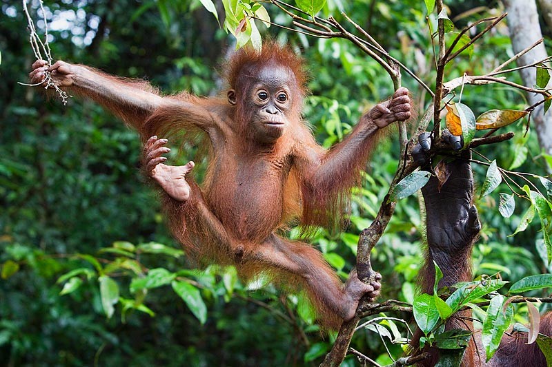 orangutan umbrella