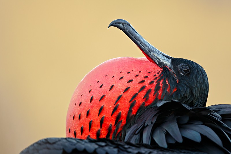 magnificent-frigatebird-male-head-color-v-ii-with-pouch-inflated-_w3c4368-north-seymour-galapagos-ecuador