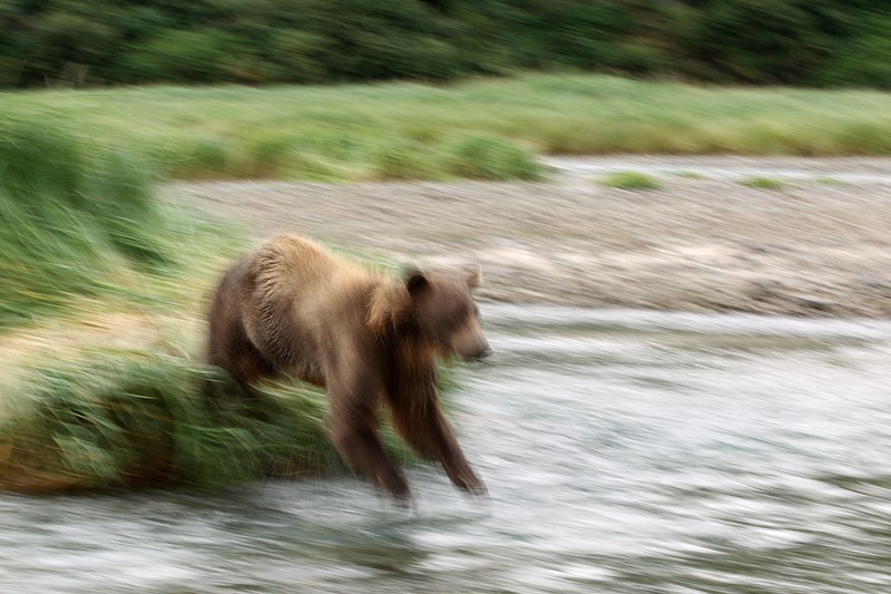 d-_a-digital-photographs_a-downloaded-images_aug0811_converted_coastal-brown-bear-jumping-for-salmon-1-15-sec-_w3c0629-geographic-harbor-katmai-national-park-ak