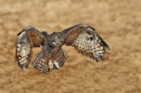 digital-andrew_mclachlan_great_horned_owl_2621-fractalius__1_