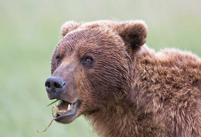 bear eating bird