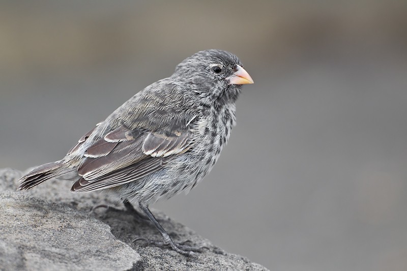 galapagos ground finches