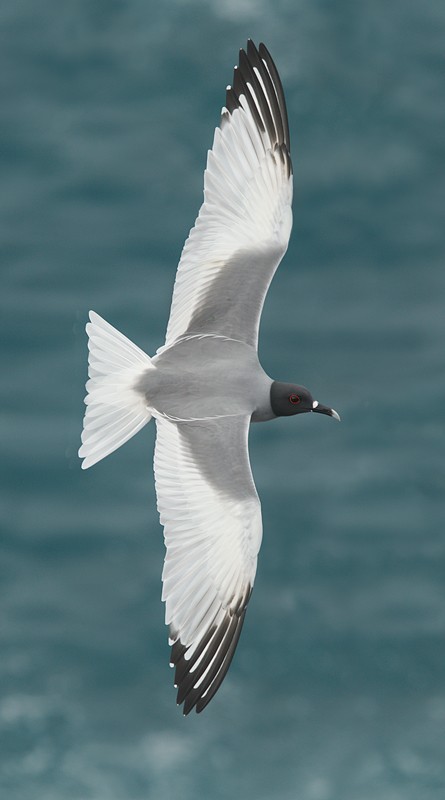 http://www.birdsasart-blog.com/baa/wp-content/gallery/cache/917__800x800_swallow_tailed_gull_robt_y9c9235-punta-suarez-hood-island-galapagos.jpg