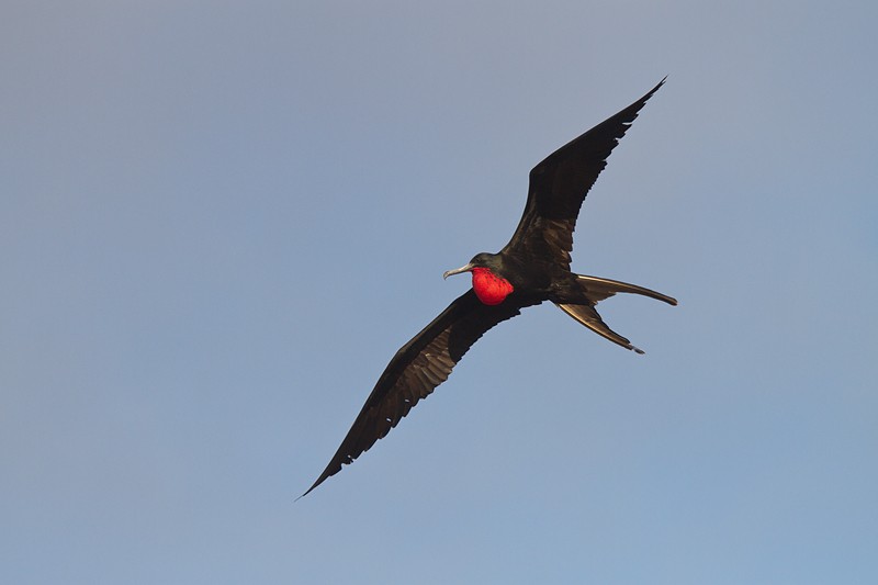 954__800x800_frigatebird-male-in-flight-robt_mg_5431-north-seymour-island-galapagos