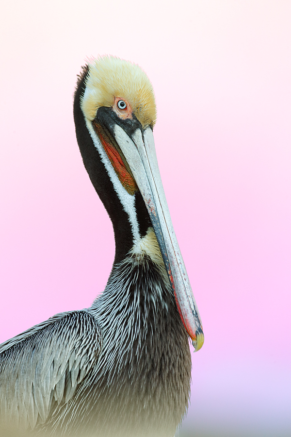 brown-pelican-against-pre-dawn-pink-sky-_y5o2282-lajolla-ca