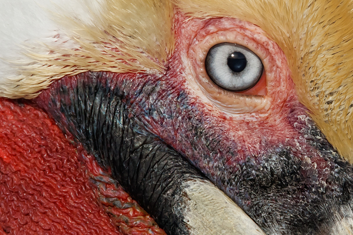 brown-pelican-crop-face-detail-robt_w3c2620-la-jolla-ca