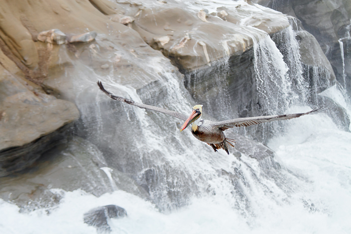 brown-pelican-flight-wave-breaking-in-background-redone-_mg_0208-lajolla-ca