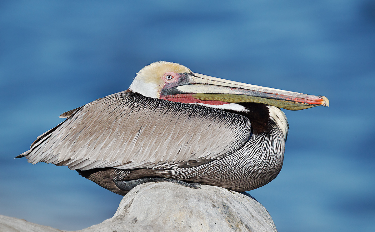brown-pelican-resting-robt_w3c3655-la-jolla-ca_0