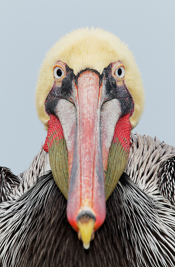 brown-pelican-staring-at-camera-_w3c0370-lajolla-ca