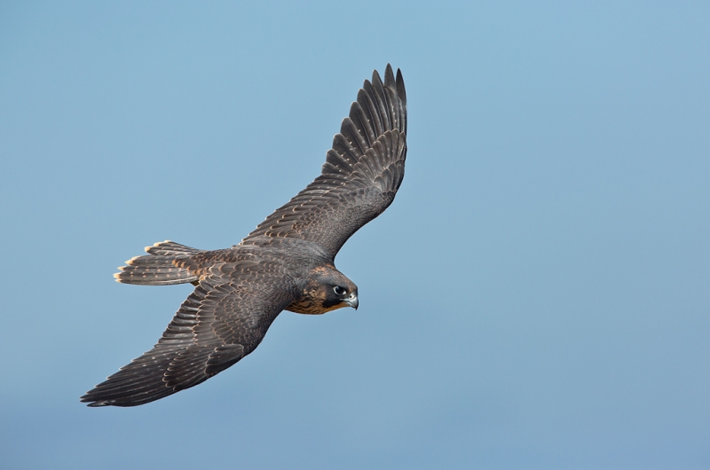 peregrine-falcon-juvenile-dorsal-view-flight-_a1c6917-torrey-pines-state-reserve-la-jolla-ca