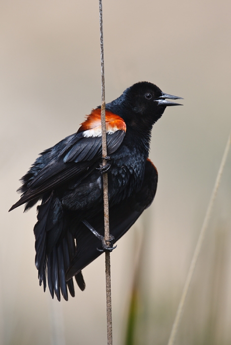 tricolored-blackbird-male-on-reed-_y9c6909-jacumba-ca