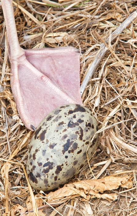 western-gull-foot-and-egg-in-nest-_y9c6386-la-jolla-ca