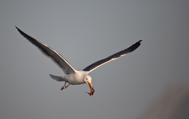 western-gull-with-bloody-prey-item-_a1c3159-morro-bay-ca