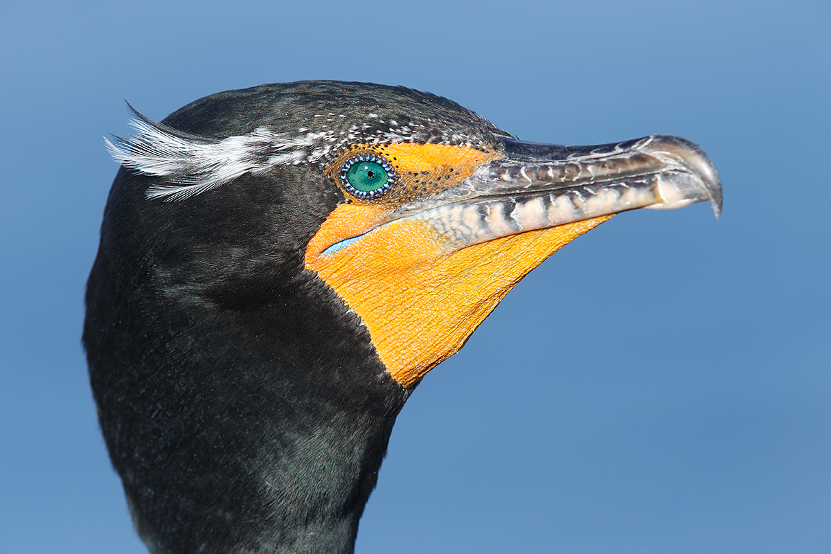 double-crested-cormorant-breeding-plumage-_y5o1524-lajolla-ca