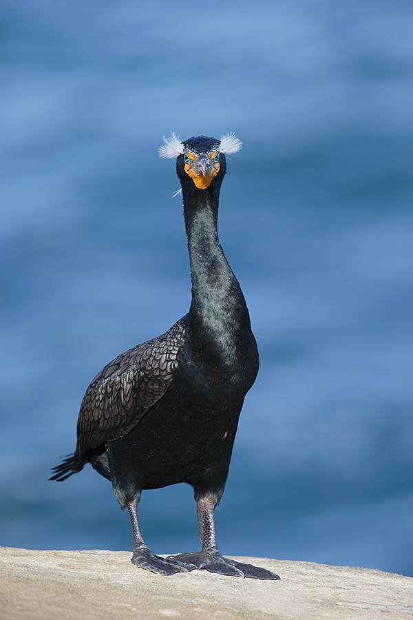 double-crested-cormorant-with-crests-raised-_y7o3028-lajolla-ca