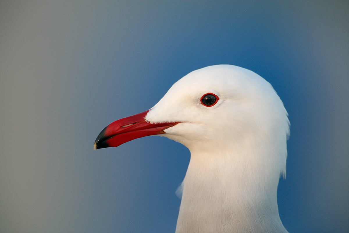 heermans-gull-head-red-white-and-blue-_l8x9638-coronado-ca