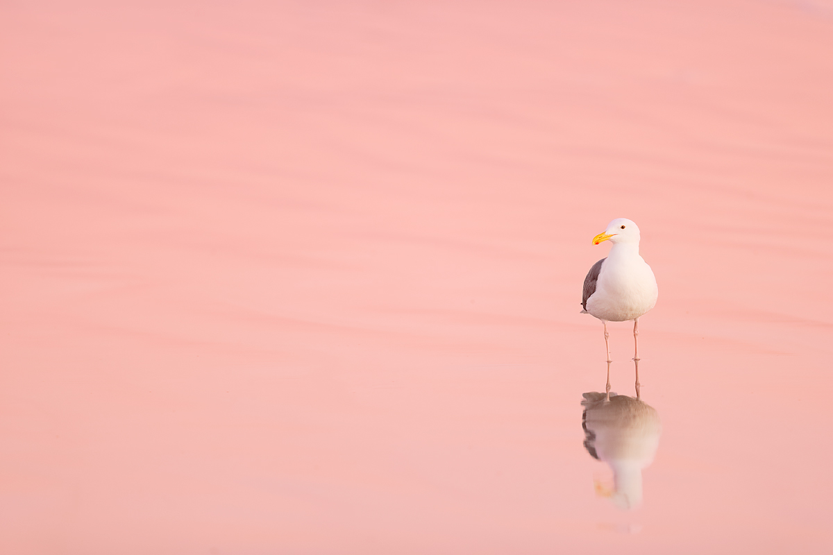 western-gull-in-pink-sunset-reflections-_y7o7093-coronado-ca