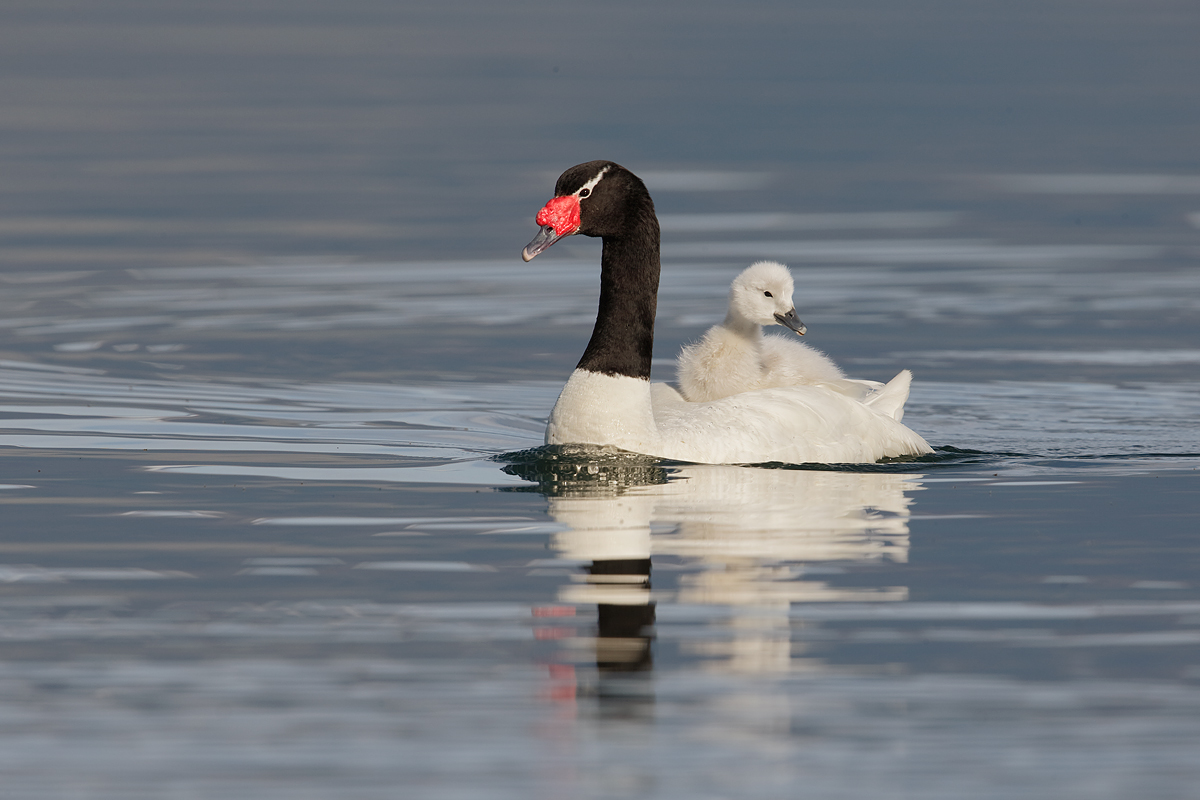 black-necked-swan-with-cygneet-_y7o2902-puerto-natales-chile