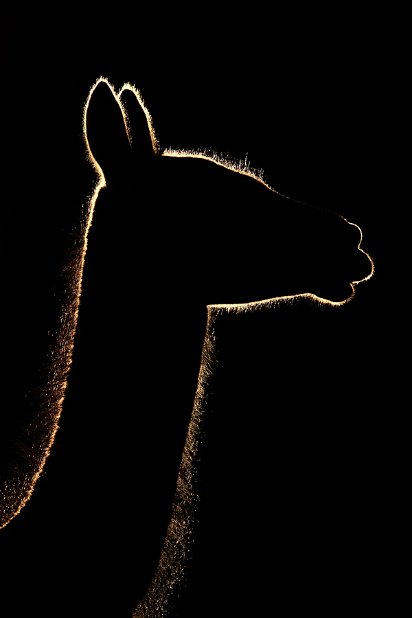 guanaco-backlit-head-and-neck-impr-_y7o2845-torres-del-paine-national-park-chile